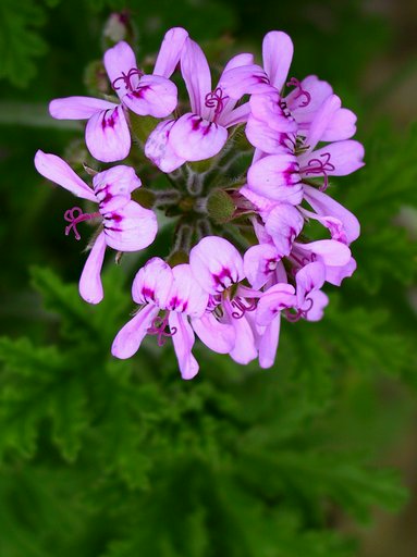 Rose-scented Geranium