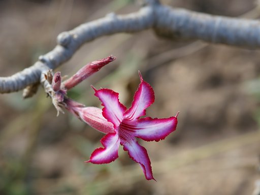 Impala lily