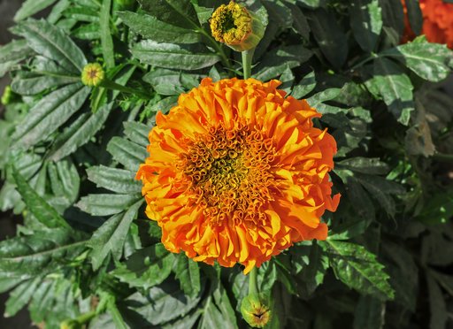 Marigold