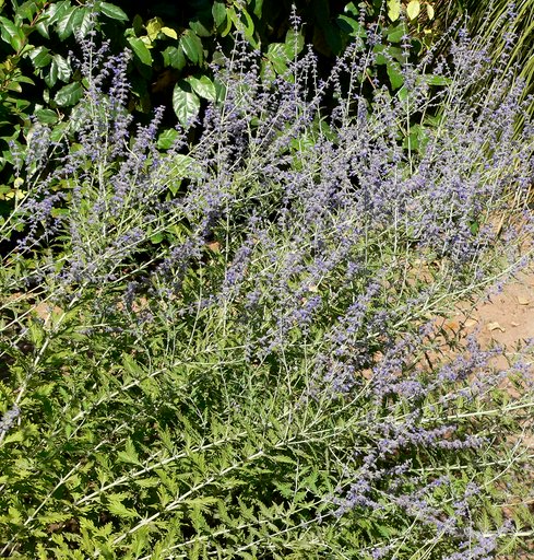 Russian sage