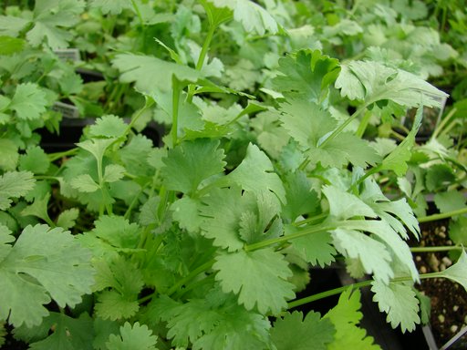 Coriander