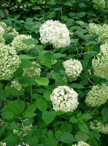 Smooth hydrangea