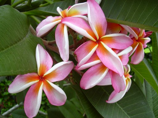 Frangipani 