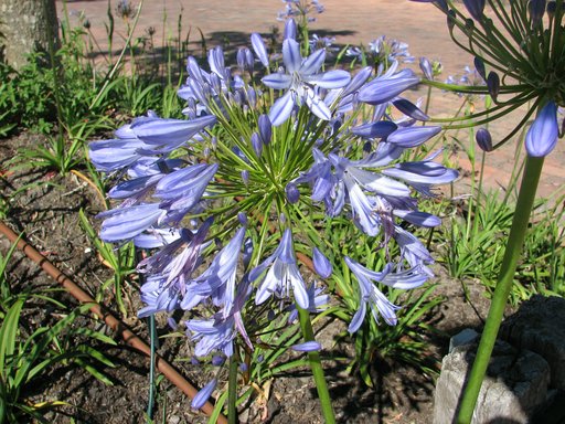 Agapanthus