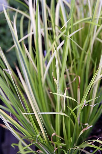 Liquorice grass