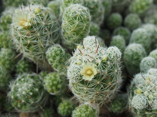 Thimble cactus