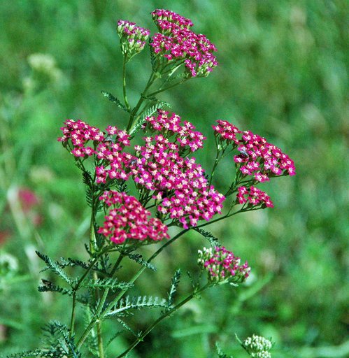 Yarrow