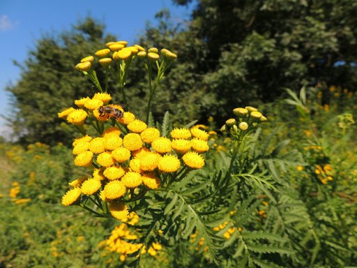 Tansy