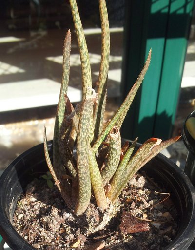 Aloe albiflora