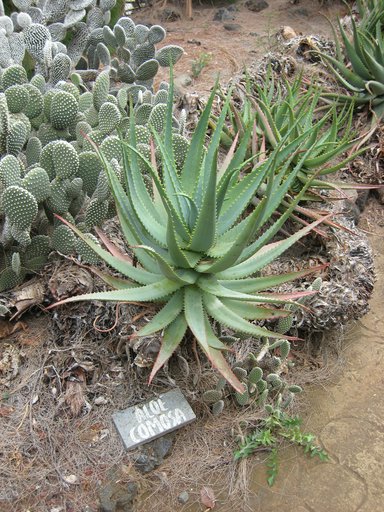 Aloe comosa