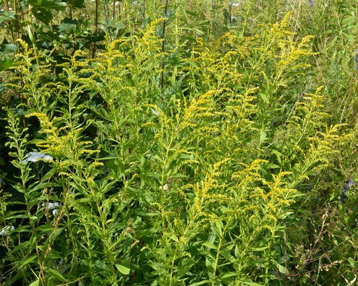 Goldenrod