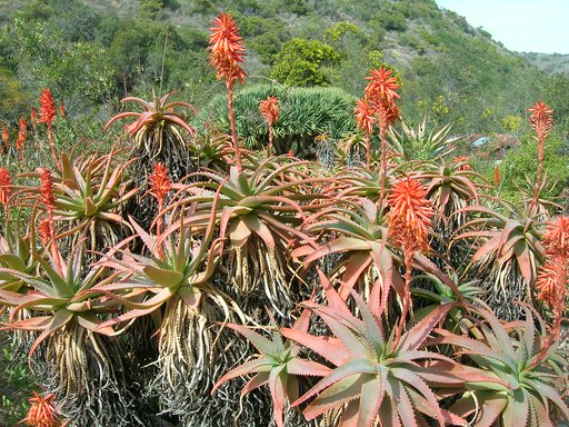 Krantz aloe