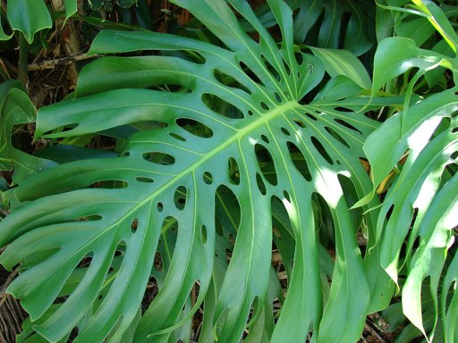 Monstera