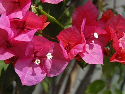 Bougainvillea 'Lady Mary Baring'