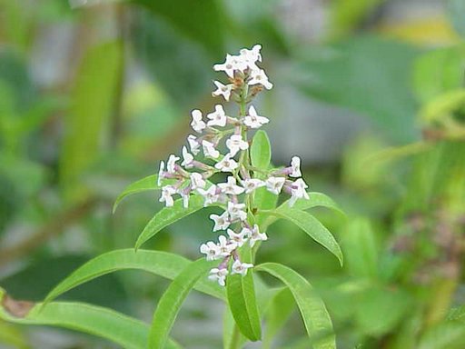 Lemon Verbena