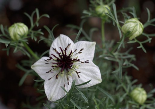 Black cumin seed