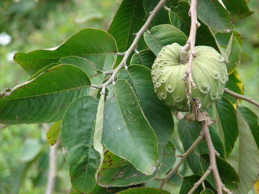 Cherimoya