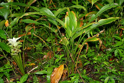 Turmeric