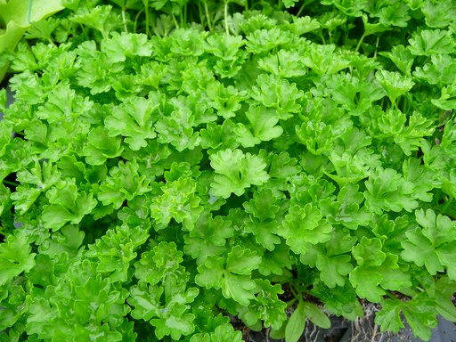 Garden Parsley