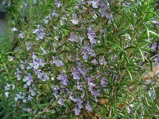 Rosemary - Tuscan blue 