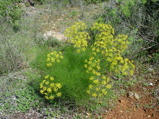 Fennel