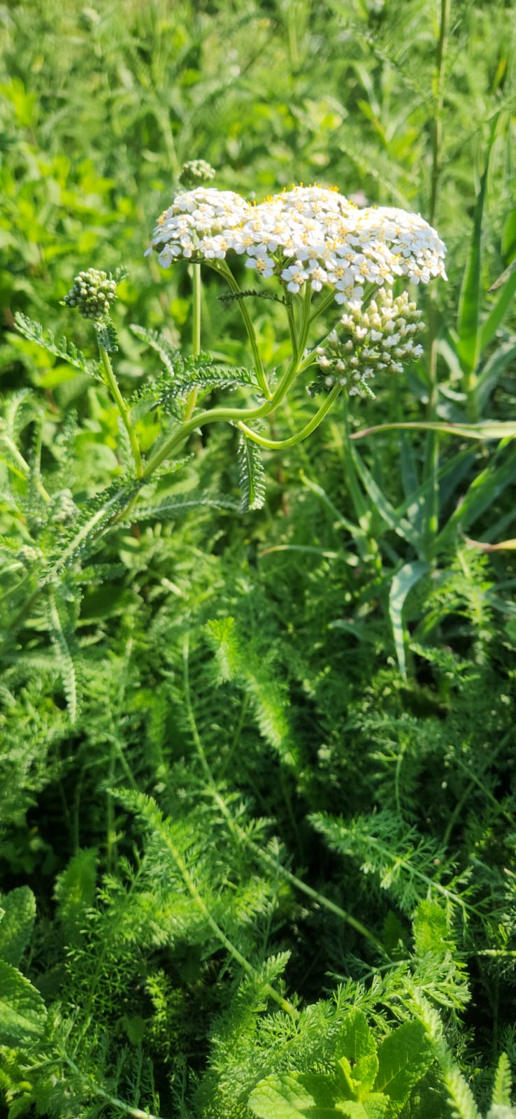 Achillea millefolium
