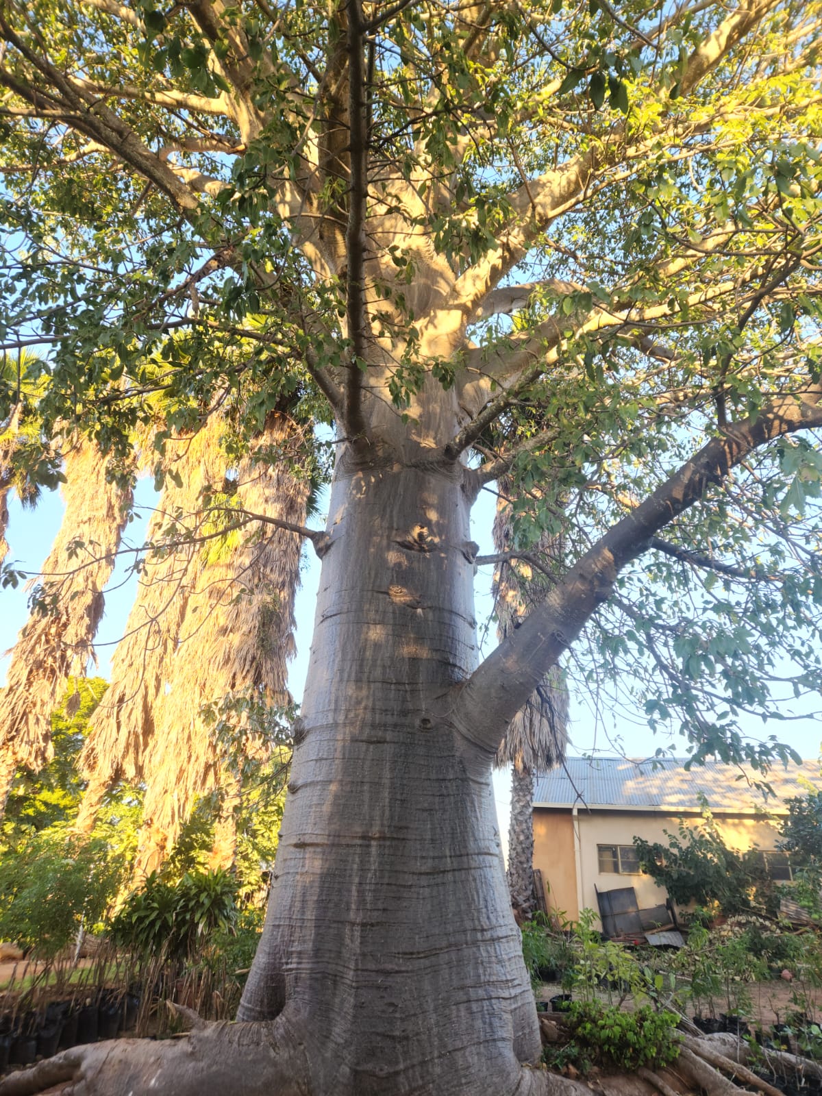 Adansonia digitata
