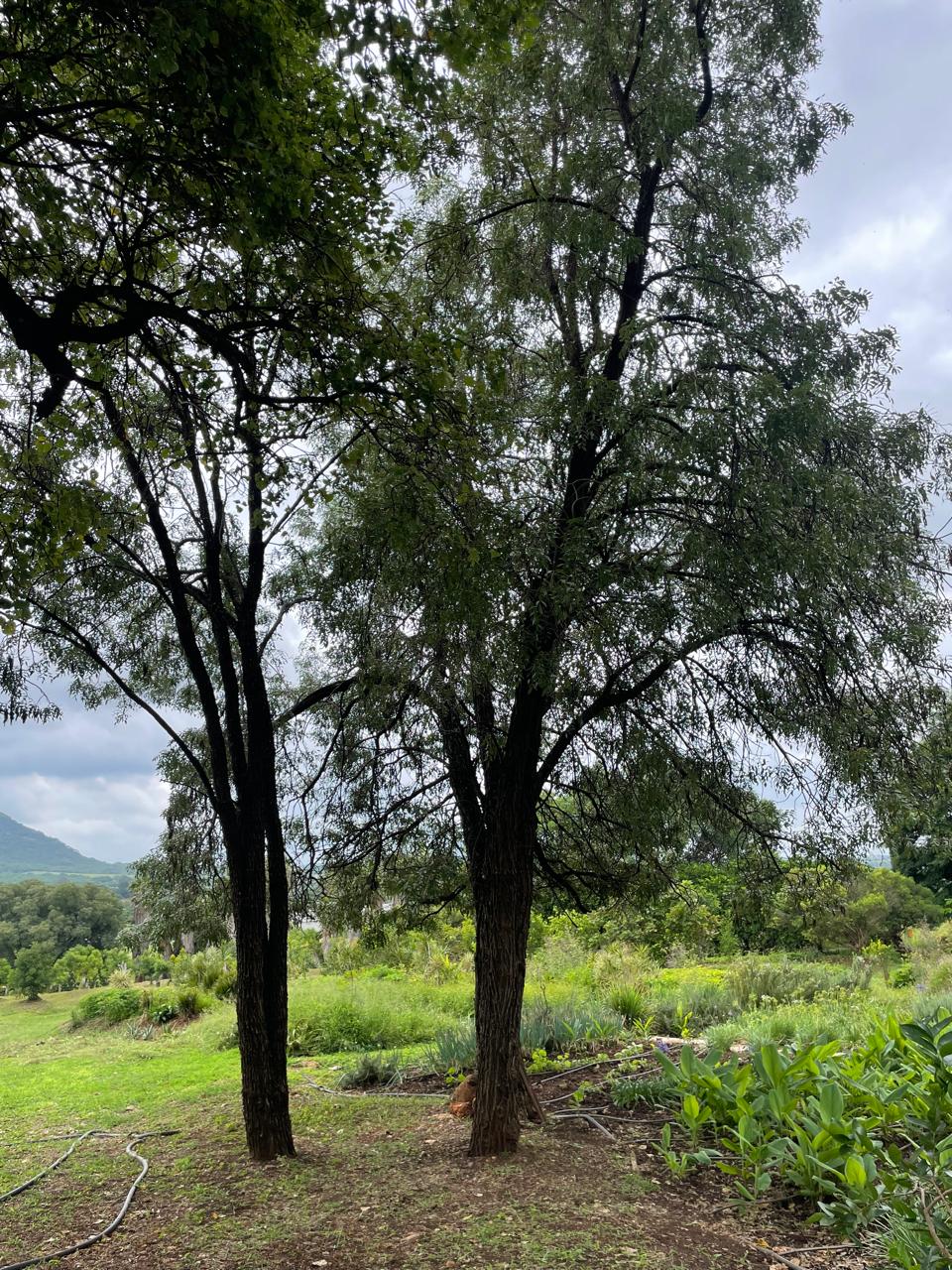 Bolusanthus speciosus