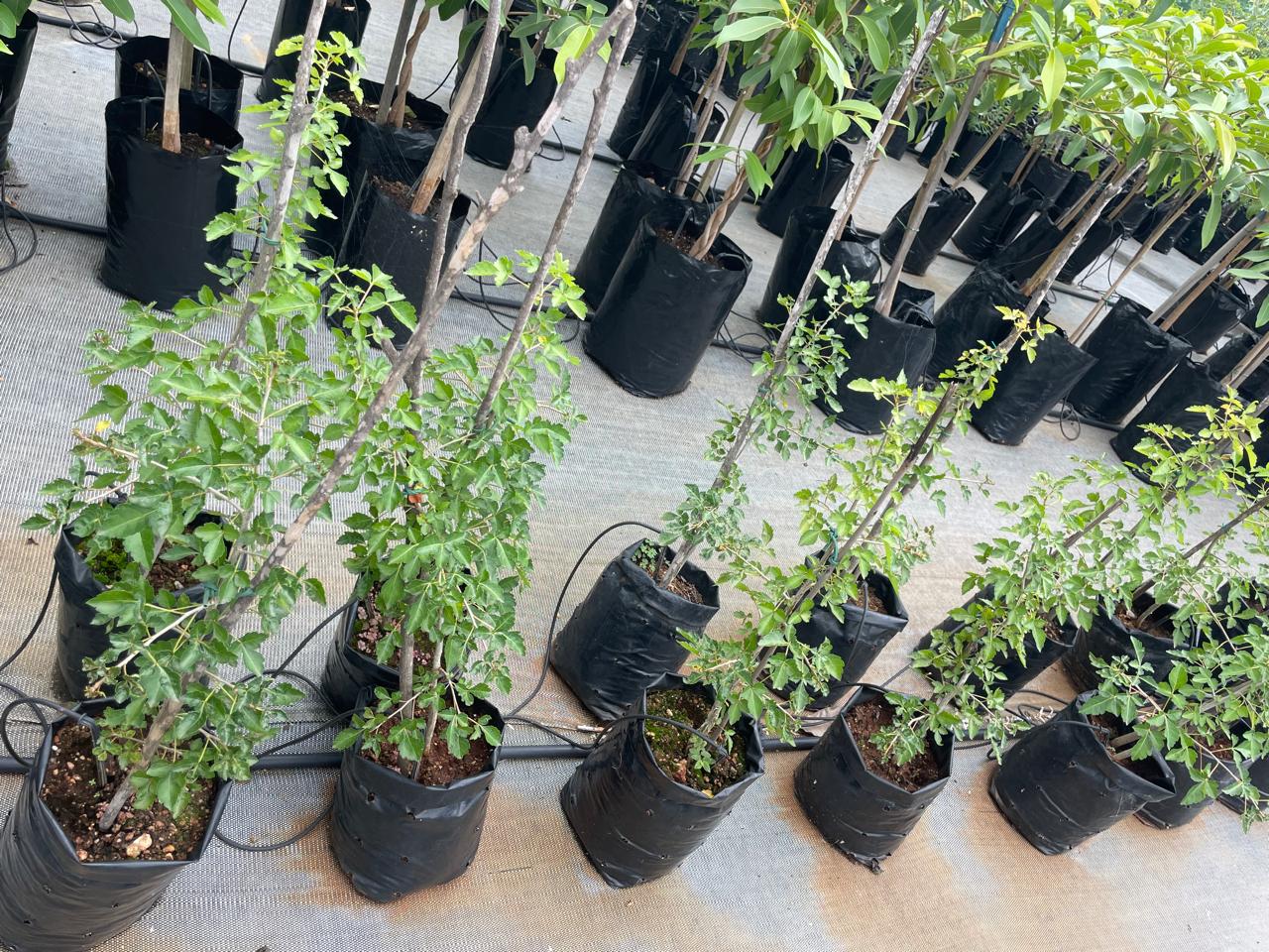 Commiphora pyracanthoides