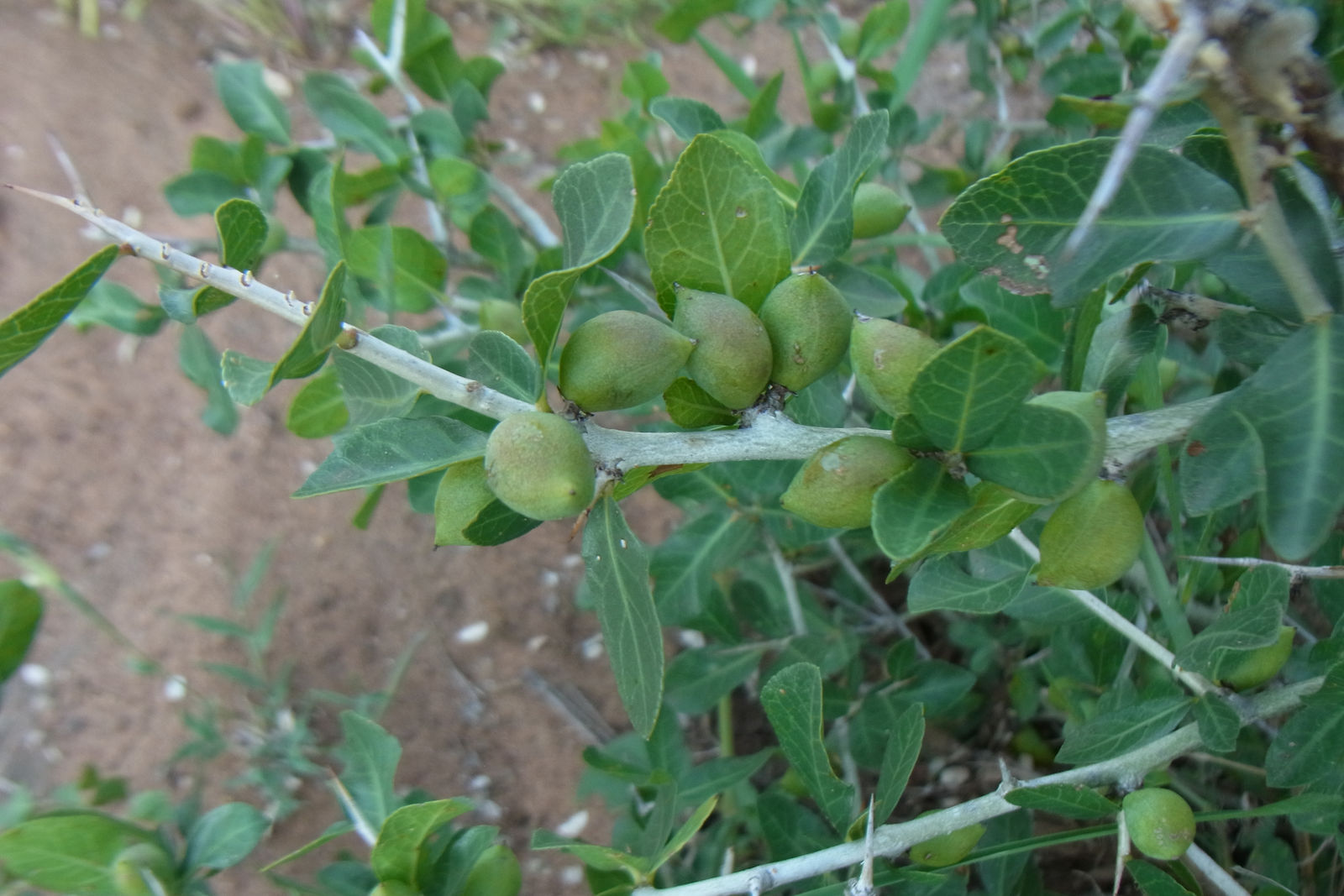 Commiphora pyracanthoides