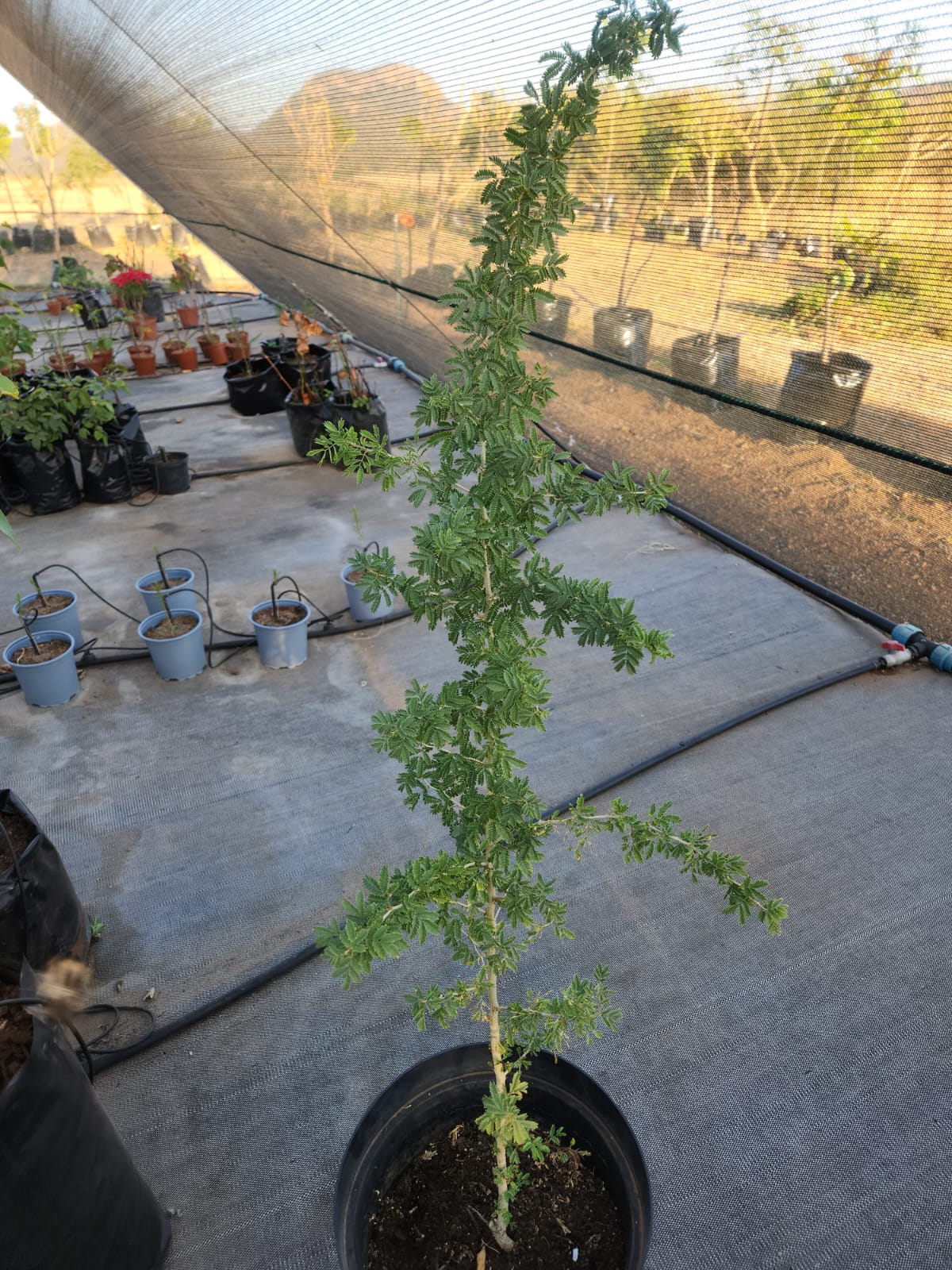 Faidherbia albida
