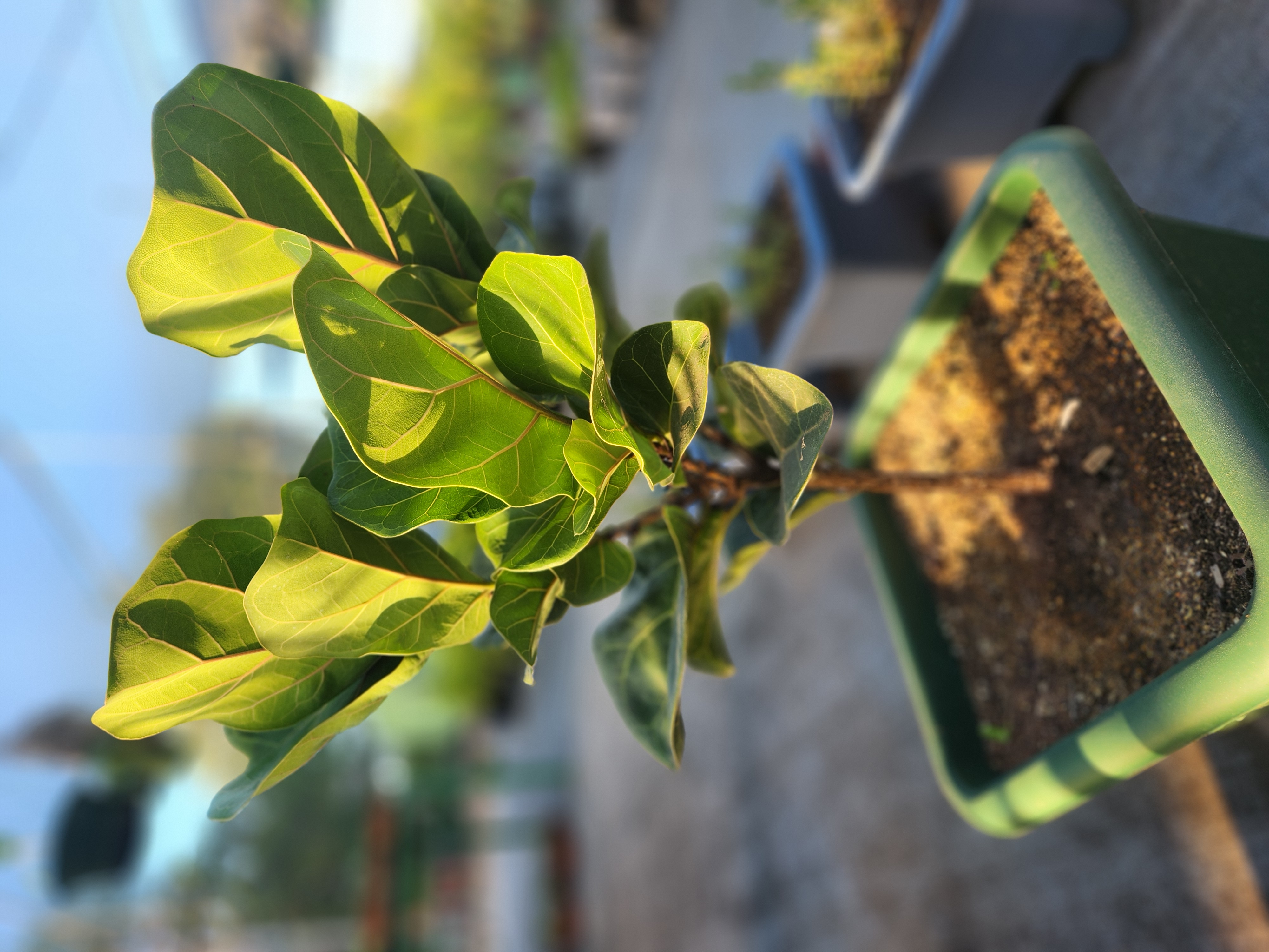 Ficus lyrata