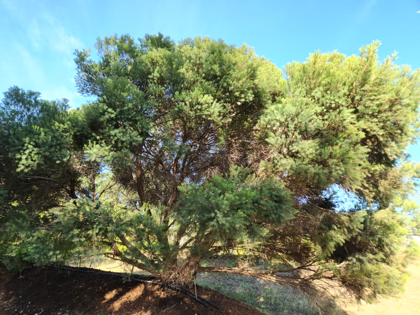 Melaleuca alternifolia