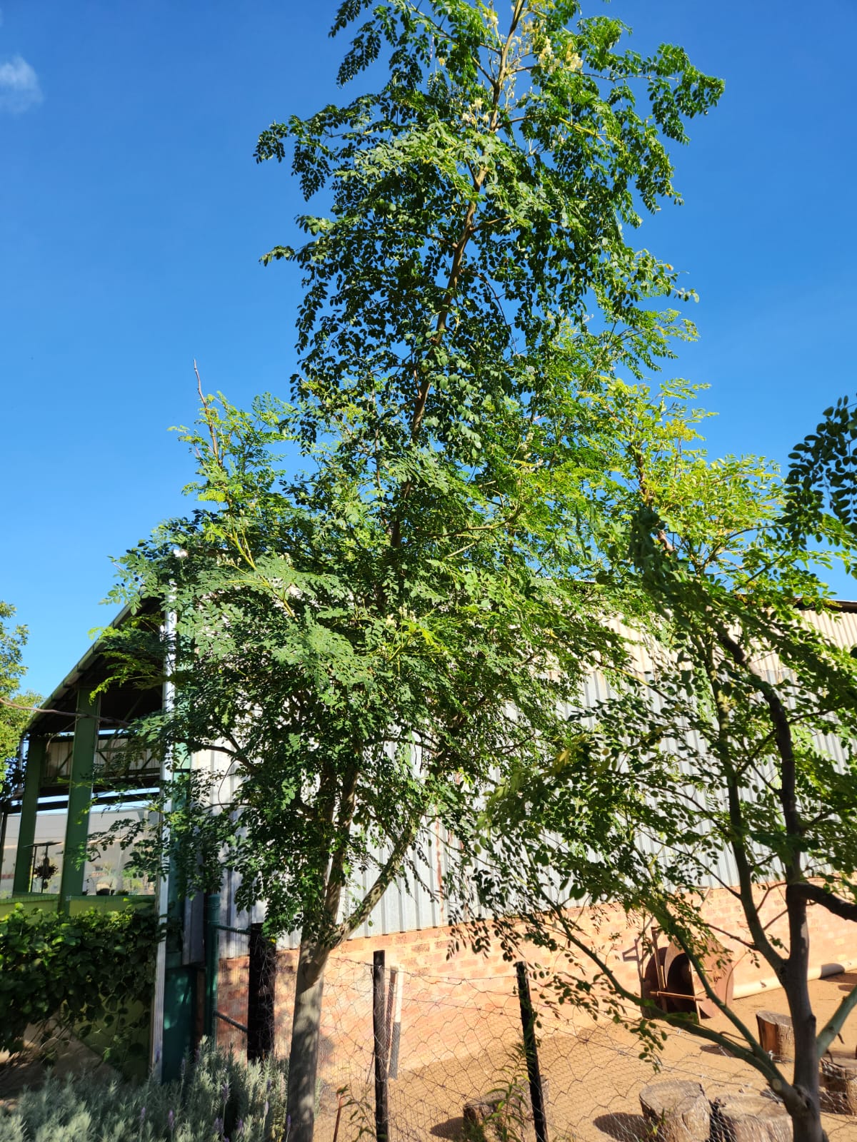 Moringa ovalifolia