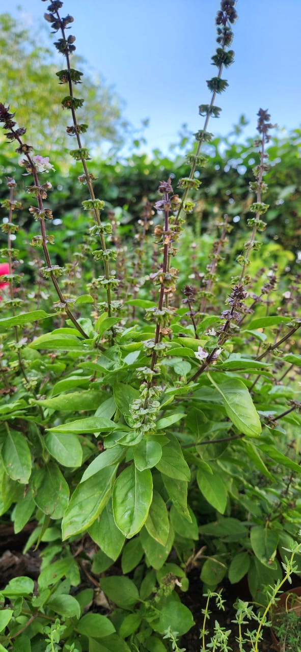 Ocimum basilicum