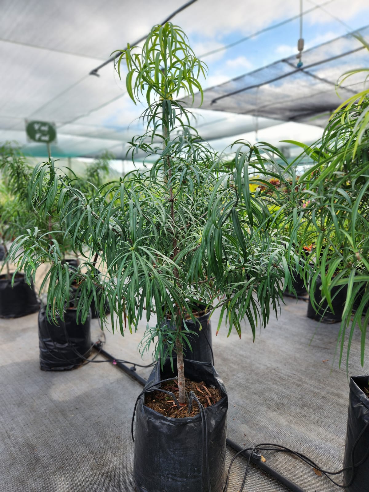 Podocarpus henkelii