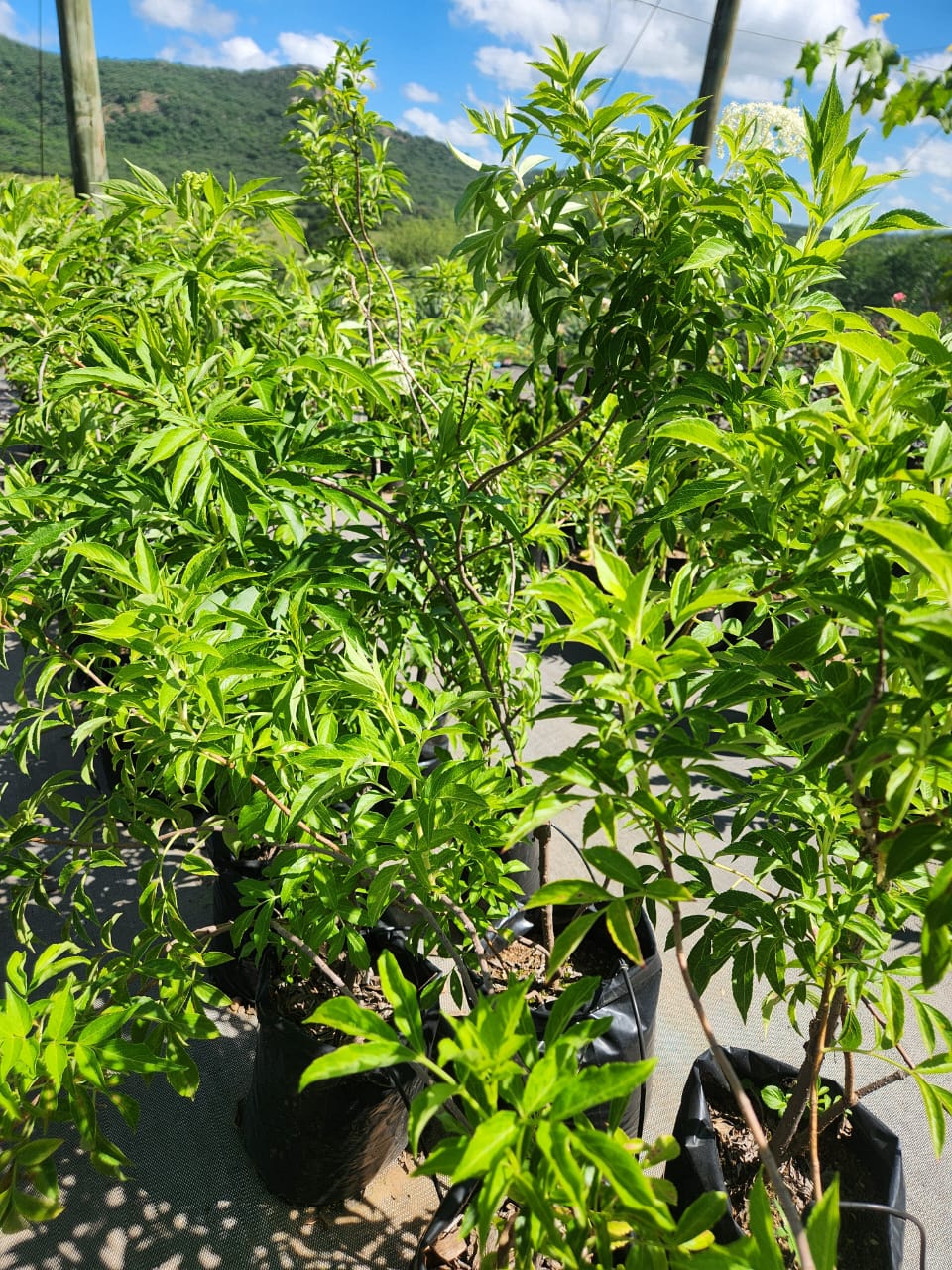 Sambucus nigra