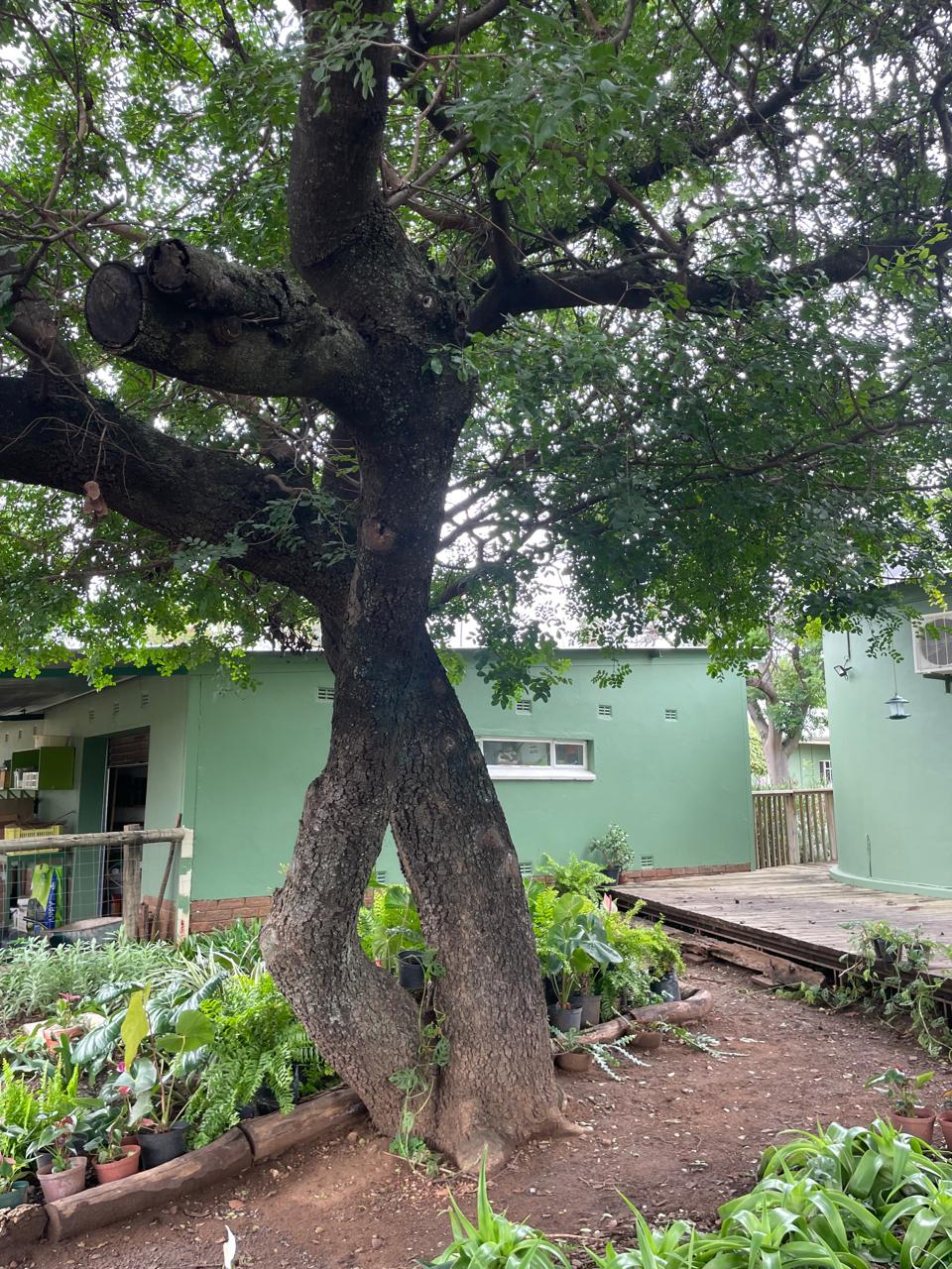 Schotia brachypetala