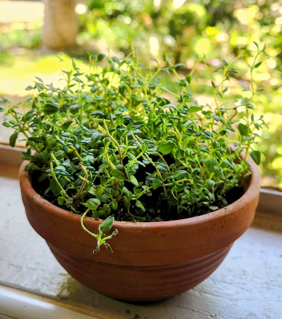 Thymus